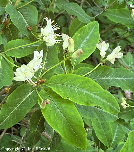 Lonicera nigra, mustakuusama